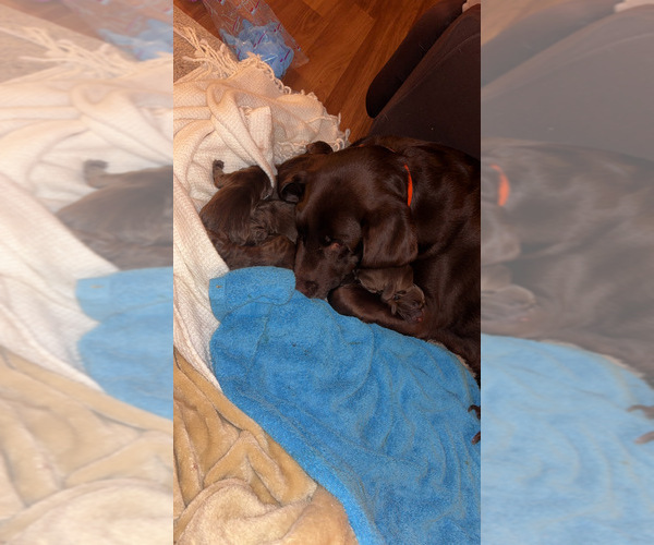 Medium Photo #12 Labrador Retriever Puppy For Sale in INDIANAPOLIS, IN, USA