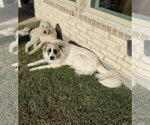 Small Photo #4 Great Pyrenees-Unknown Mix Puppy For Sale in Dallas, TX, USA