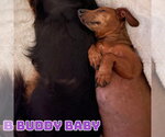 Small #7 Dachshund Mix