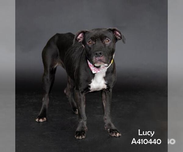 Medium Photo #2 American Pit Bull Terrier-Unknown Mix Puppy For Sale in Conroe, TX, USA