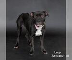 Small #1 American Pit Bull Terrier Mix