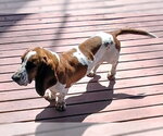 Small #4 Basset Hound