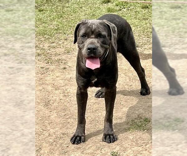 Medium Photo #1 Mastiff-Unknown Mix Puppy For Sale in Riverside, CA, USA