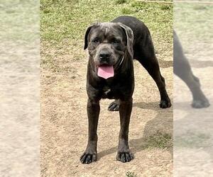 Mastiff-Unknown Mix Dogs for adoption in Riverside, CA, USA