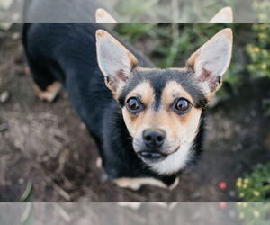 Doxie-Pin Dogs for adoption in Longview, WA, USA