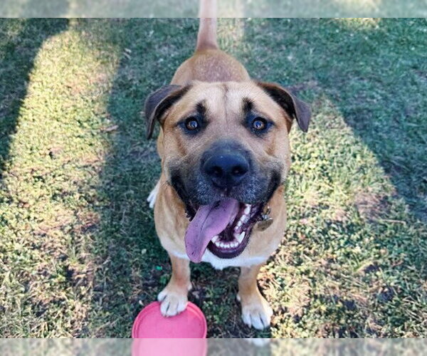 Medium Photo #7 American Bulldog-Unknown Mix Puppy For Sale in Martinez, CA, USA