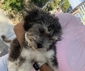 Poochon Puppy for sale in SAN DIEGO, CA, USA