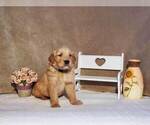 Puppy Lambo Golden Retriever