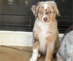Puppy Aaron Miniature Australian Shepherd