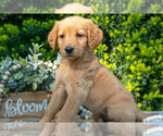 Small Photo #4 Golden Retriever Puppy For Sale in HARLAN, IN, USA