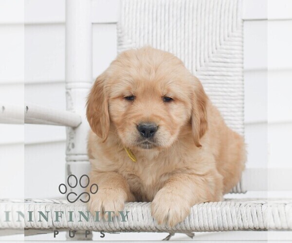 Medium Photo #3 Golden Retriever Puppy For Sale in COATESVILLE, PA, USA