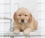 Small #2 Golden Retriever