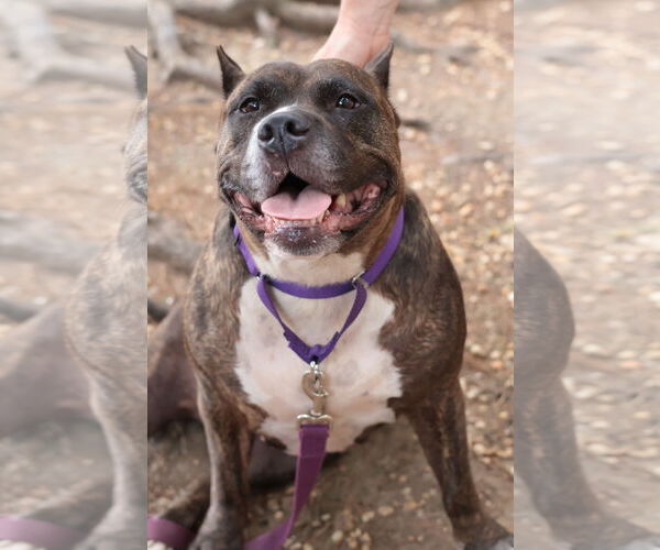 Medium Photo #60 Mutt Puppy For Sale in Philadelphia, PA, USA