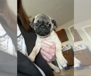 Pug Puppy for sale in RANCHO WEST, NM, USA
