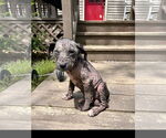 Small #1 Staffordshire Bull Terrier Mix
