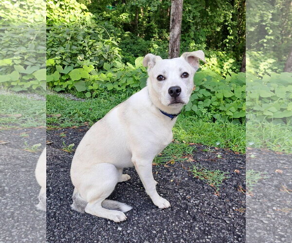 Medium Photo #1 Mutt Puppy For Sale in Clarkesville, GA, USA