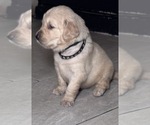 Puppy Puppy 2 Golden Retriever
