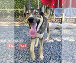 Small Gerberian Shepsky