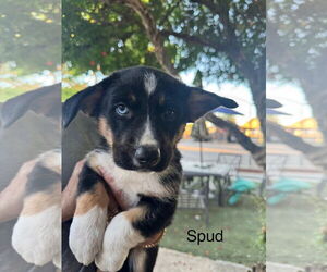 Border Collie-Pembroke Welsh Corgi Mix Dogs for adoption in Turlock, CA, USA
