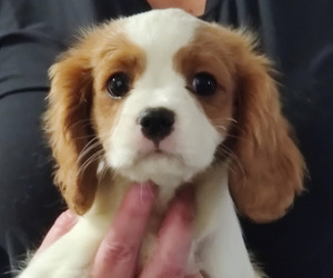 Cavalier King Charles Spaniel Puppy for sale in LOUISVILLE, KY, USA