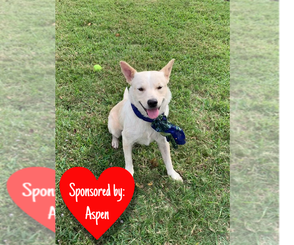 Medium Photo #5 Mutt Puppy For Sale in San Leon, TX, USA