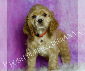 Cocker Spaniel Puppy for Sale in WARSAW, Indiana USA