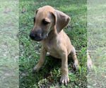 Small Photo #5 Great Dane Puppy For Sale in CLOVER, SC, USA