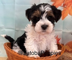 Yorkshire Terrier Puppy for sale in CENTER HILL, FL, USA