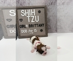 Small #3 Shih Tzu