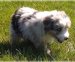 Small Photo #3 Aussiedoodle Miniature  Puppy For Sale in ROSCOMMON, MI, USA