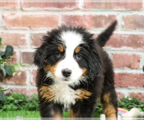 Medium Photo #5 Bernese Mountain Dog Puppy For Sale in SYRACUSE, IN, USA