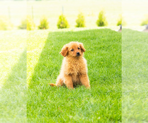 Goldendoodle (Miniature) Puppy for Sale in TOPEKA, Indiana USA