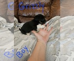 Small Photo #8 Chizer Puppy For Sale in MONTEZUMA, GA, USA
