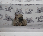 Small Photo #85 French Bulldog Puppy For Sale in TACOMA, WA, USA