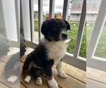 Small #4 Australian Shepherd