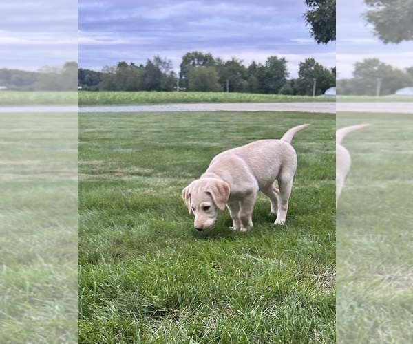Medium Photo #8 Labrador Retriever Puppy For Sale in FREDERICKSBG, OH, USA