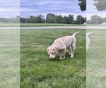 Oakley - Female Labrador Retriever Puppy for Sale - Photo #8