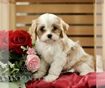 Small #2 Cavachon