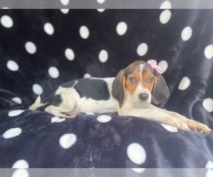 Black Mouth Cur-Treeing Walker Coonhound Mix Puppy for sale in LAKELAND, FL, USA