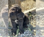 Small Photo #3 Goldendoodle Puppy For Sale in LANCASTER, CA, USA