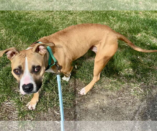 Medium Photo #11 Boxer Puppy For Sale in Rockville, MD, USA