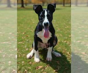 Rhett 26/661 - Male Mutt Dog for Adoption - Photo #4