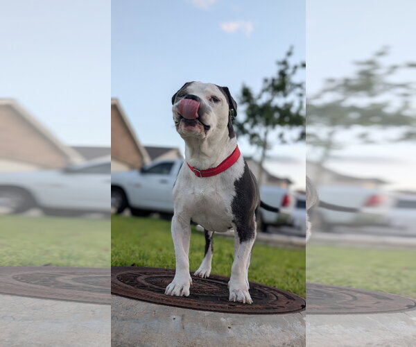 Medium Photo #10 Mutt Puppy For Sale in The Woodlands, TX, USA