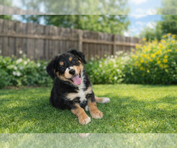 Medium Photo #1 Australian Shepherd Puppy For Sale in Menifee, CA, USA
