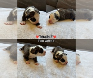 Medium Olde English Bulldogge