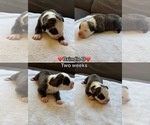 Puppy Brindle D Olde English Bulldogge