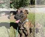 Small #5 Holland Shepherd Mix