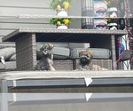 Small #2 Schnauzer (Miniature)