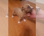 Small Photo #8 American Pit Bull Terrier Puppy For Sale in POWDER SPGS, GA, USA