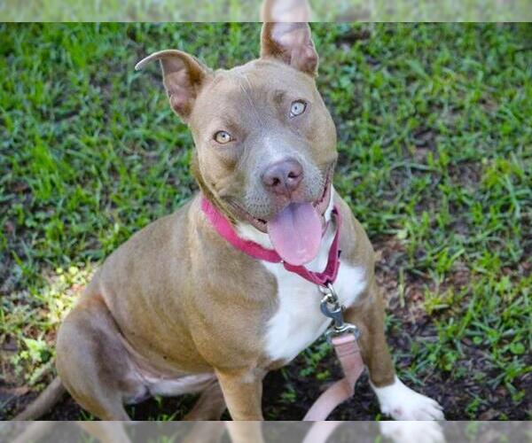 Medium Photo #1 Boxerhoula Puppy For Sale in Tallahassee, FL, USA